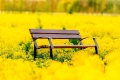 Parkbank Centurion in einem Feld mit gelben Blumen.